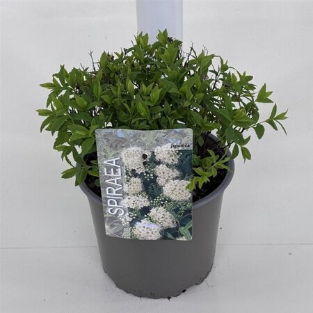 Spiraea jap. 'Albiflora' 25-30 cm cont. 3,0L - afbeelding 1