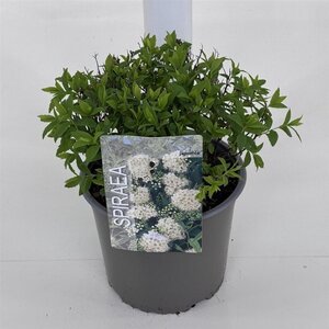 Spiraea jap. 'Albiflora' 25-30 cm cont. 3,0L - afbeelding 1