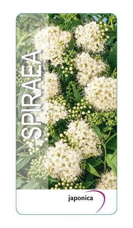 Spiraea jap. 'Albiflora' 25-30 cm cont. 3,0L - afbeelding 5