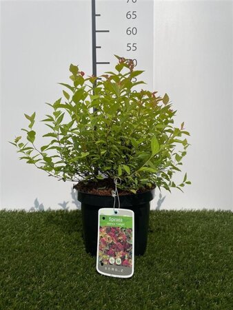 Spiraea jap. 'Firelight' 25-30 cm cont. 3,0L - afbeelding 1