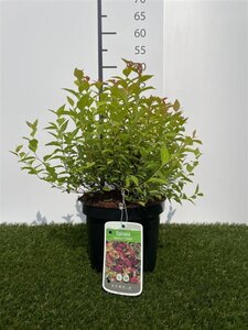 Spiraea jap. 'Firelight' 25-30 cm cont. 3,0L - afbeelding 1