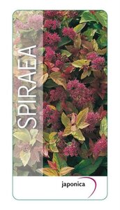 Spiraea jap. 'Firelight' 25-30 cm cont. 3,0L - afbeelding 2