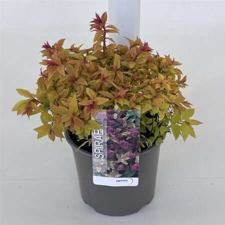 Spiraea jap. 'Firelight' 25-30 cm cont. 3,0L - afbeelding 2