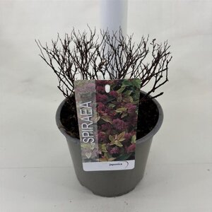 Spiraea jap. 'Firelight' 25-30 cm cont. 3,0L - afbeelding 4