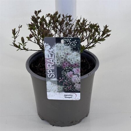 Spiraea jap. 'Genpei' 25-30 cm cont. 3,0L - afbeelding 1