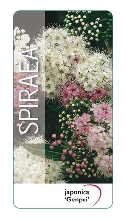 Spiraea jap. 'Genpei' 25-30 cm cont. 3,0L - afbeelding 3