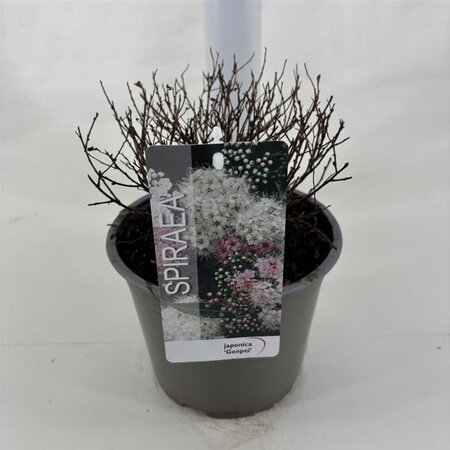 Spiraea jap. 'Genpei' 25-30 cm cont. 3,0L - afbeelding 4