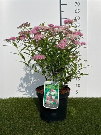 Spiraea jap. 'Genpei' 25-30 cm cont. 3,0L - afbeelding 2