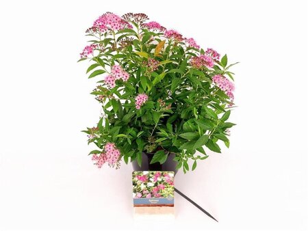 Spiraea jap. 'Genpei' 25-30 cm cont. 3,0L - afbeelding 1