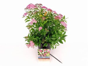 Spiraea jap. 'Genpei' 25-30 cm cont. 3,0L - afbeelding 1