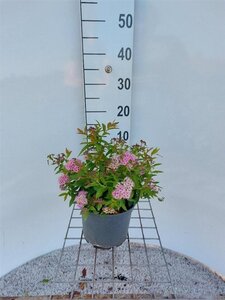 Spiraea jap. 'Genpei' 30-35 cm cont. 3,0L