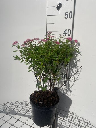 Spiraea jap. 'Genpei' 30-40 cm cont. 3,0L - afbeelding 4