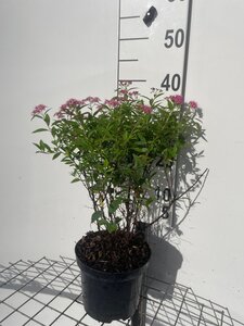 Spiraea jap. 'Genpei' 30-40 cm cont. 3,0L - afbeelding 4
