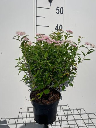 Spiraea jap. 'Genpei' 30-40 cm cont. 3,0L - afbeelding 5
