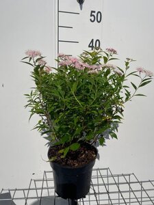 Spiraea jap. 'Genpei' 30-40 cm cont. 3,0L - afbeelding 5