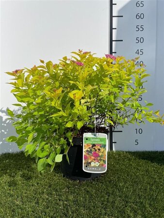 Spiraea jap. 'Golden Princess' 25-30 cm cont. 3,0L - afbeelding 2