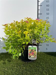Spiraea jap. 'Golden Princess' 25-30 cm cont. 3,0L - afbeelding 2