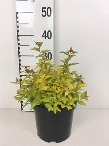 Spiraea jap. 'Golden Princess' 25-30 cm cont. 3,0L - afbeelding 3