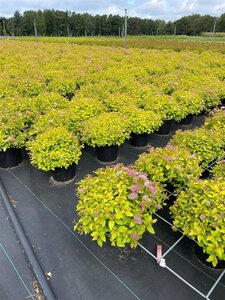 Spiraea jap. 'Golden Princess' 25-30 cm cont. 3,0L - afbeelding 4