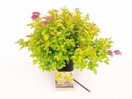 Spiraea jap. 'Golden Princess' 25-30 cm cont. 3,0L - afbeelding 1