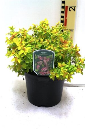 Spiraea jap. 'Golden Princess' 25-30 cm cont. 3,0L - afbeelding 5