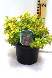 Spiraea jap. 'Golden Princess' 25-30 cm cont. 3,0L - afbeelding 5