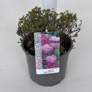 Spiraea jap. 'Little Princess' 25-30 cm cont. 3,0L - afbeelding 2