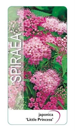 Spiraea jap. 'Little Princess' 25-30 cm cont. 3,0L - afbeelding 2