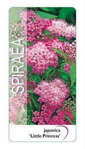 Spiraea jap. 'Little Princess' 25-30 cm cont. 3,0L - afbeelding 2