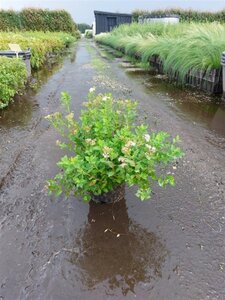 Spiraea jap. 'Little Princess' 25-30 cm cont. 3,0L - afbeelding 3