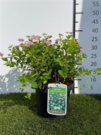 Spiraea jap. 'Little Princess' 25-30 cm cont. 3,0L - afbeelding 1