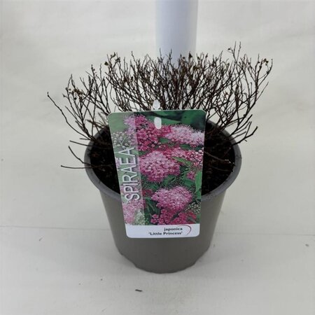 Spiraea jap. 'Little Princess' 25-30 cm cont. 3,0L - afbeelding 4