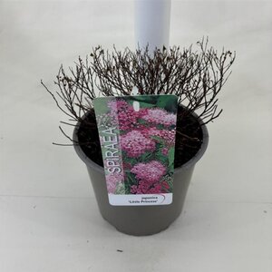 Spiraea jap. 'Little Princess' 25-30 cm cont. 3,0L - afbeelding 4