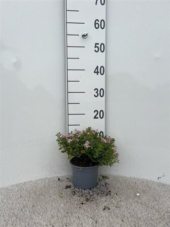 Spiraea jap. 'Little Princess' geen maat specificatie cont. 1,3L - afbeelding 1