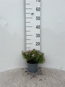 Spiraea jap. 'Little Princess' geen maat specificatie cont. 1,3L - afbeelding 1