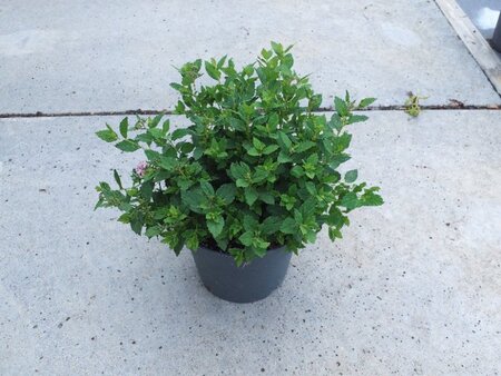 Spiraea jap. 'Little Princess' geen maat specificatie cont. 1,3L - afbeelding 2