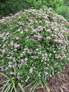 Spiraea jap. 'Little Princess' geen maat specificatie cont. 1,3L