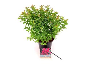 Spiraea jap. 'Manon' 25-30 cm cont. 3,0L