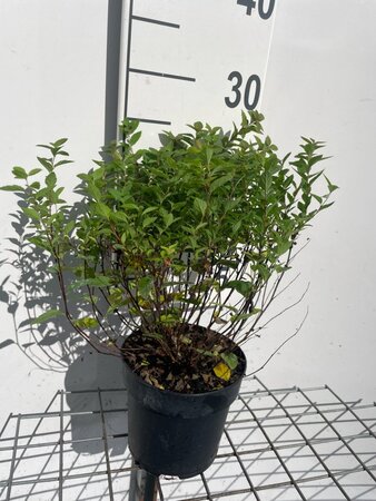 Spiraea jap. 'Manon' geen maat specificatie cont. 1,3L - afbeelding 3