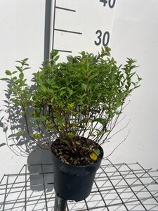 Spiraea jap. 'Manon' geen maat specificatie cont. 1,3L - afbeelding 3