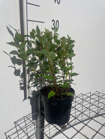 Spiraea jap. 'Manon' geen maat specificatie cont. 1,3L - afbeelding 3