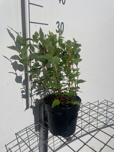 Spiraea jap. 'Manon' geen maat specificatie cont. 1,3L - afbeelding 3