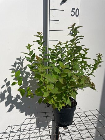 Spiraea jap. 'Manon' geen maat specificatie cont. 1,3L