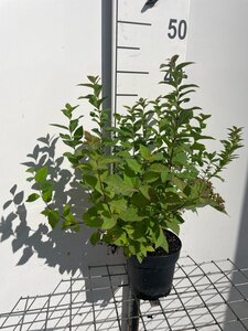 Spiraea jap. 'Manon' geen maat specificatie cont. 1,3L