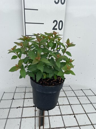 Spiraea jap. 'Manon' geen maat specificatie cont. 1,3L - afbeelding 2