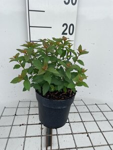 Spiraea jap. 'Manon' geen maat specificatie cont. 1,3L - afbeelding 2