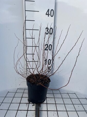 Spiraea jap. 'Manon' geen maat specificatie cont. 1,3L - afbeelding 2