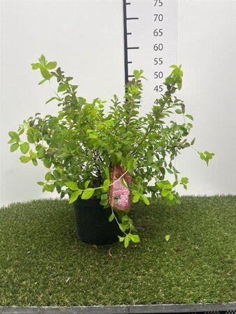 Spiraea Sparkling Champagne 25-30 cm cont. 3,0L