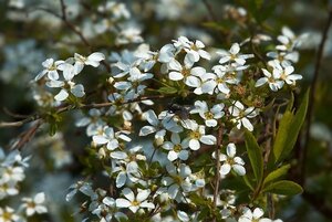 Spiraea thunbergii 40-60 cm cont. 3,0L - afbeelding 1