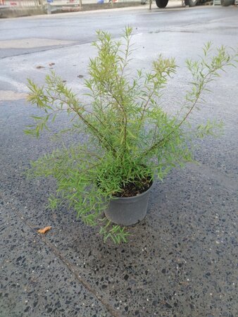 Spiraea thunbergii 40-60 cm cont. 3,0L - afbeelding 3